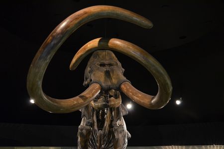 Columbian Mammoth
