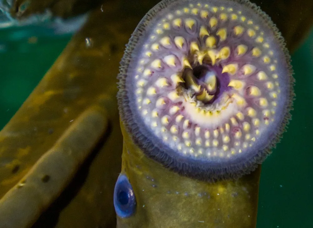 a lamprey showing its round mouth with small, pointed teeth in circles
