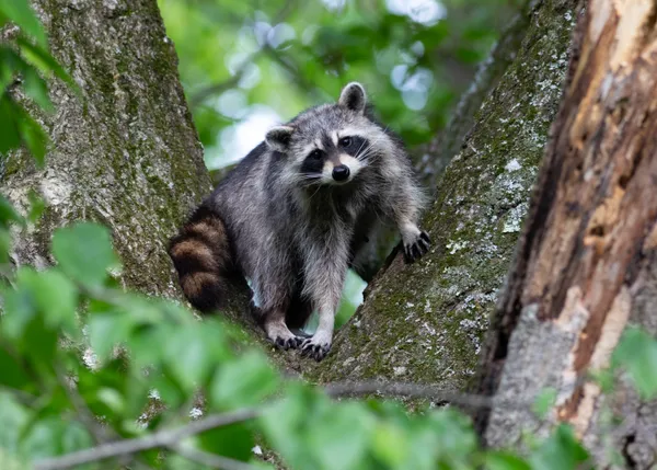 Noisy Neighbor, Raccoon looking down from a nook in a tree thumbnail