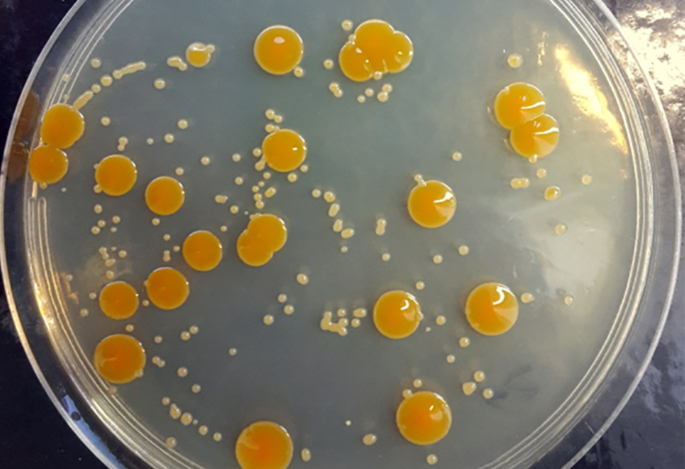 halocryophilus.png