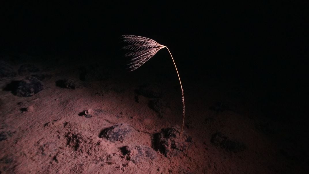 a long stalk that branches into frilled arms appears to grow from the ground