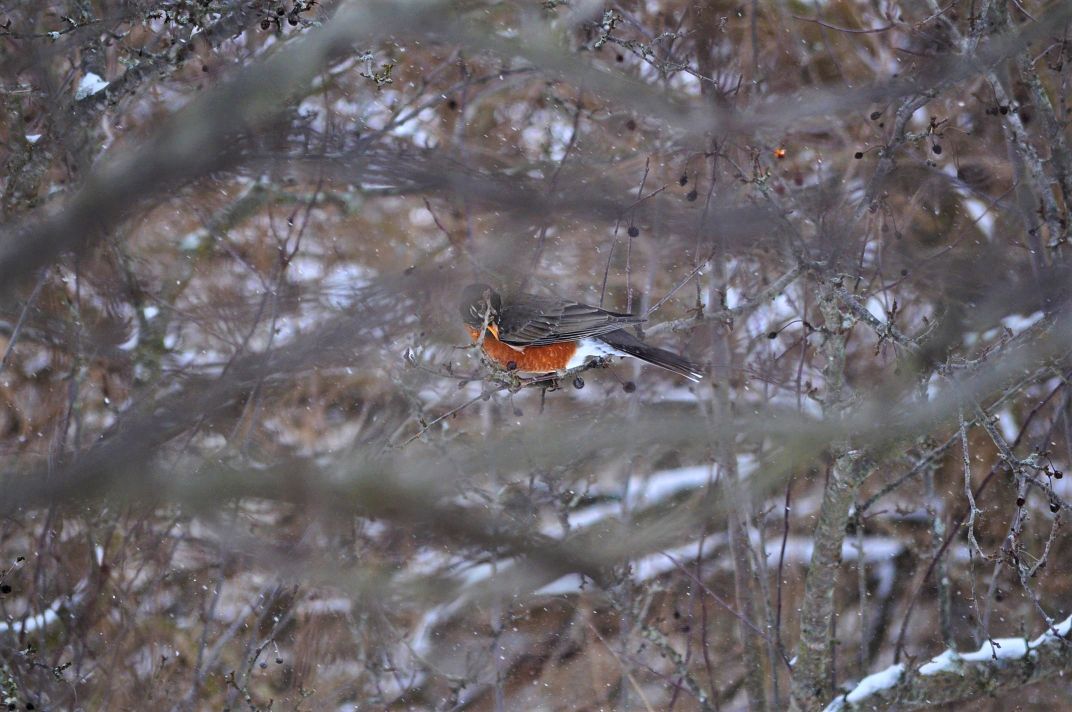 Robin through the trees | Smithsonian Photo Contest | Smithsonian Magazine