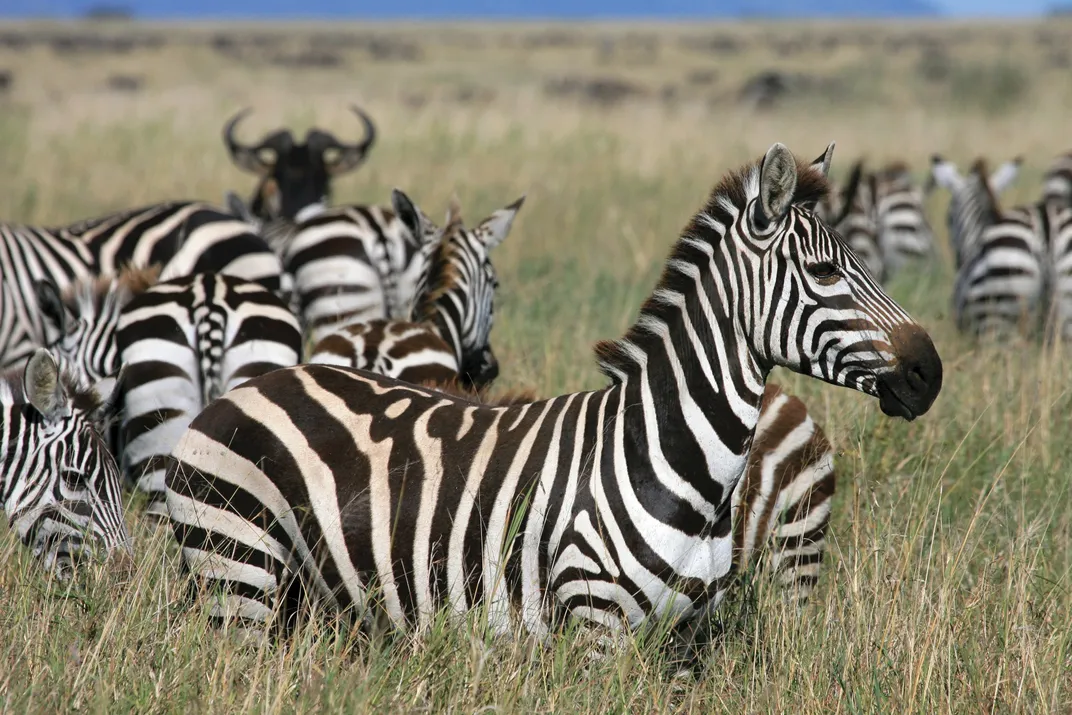 Herd of zebra