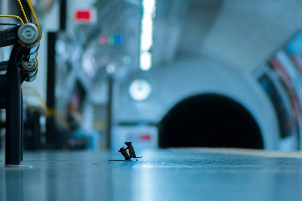 "Station Squabble" by Sam Rowley