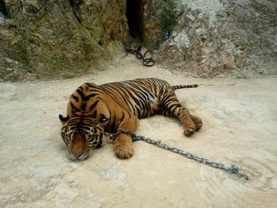 A tiger held captive at Thailand's so-called "Tiger Temple" in 2011.