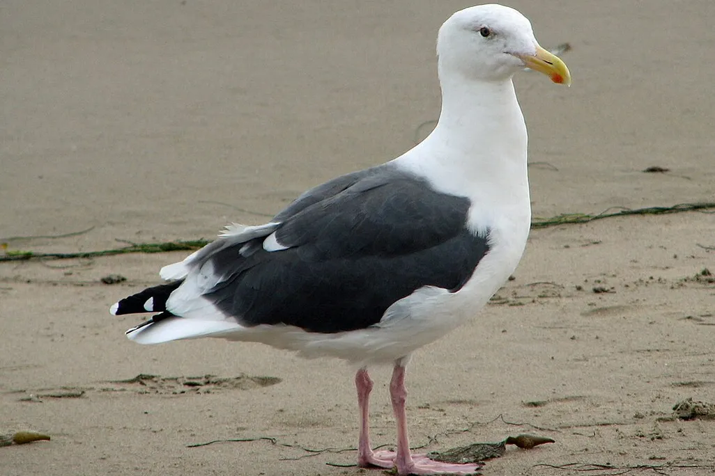 Western gull standing on beach