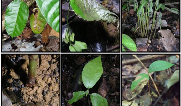 Unhealthy and dying seedlings in the forests of Panama.