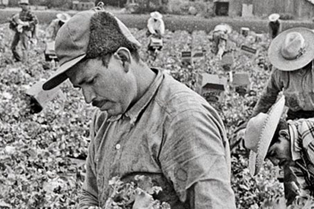 Bittersweet Harvest braceros