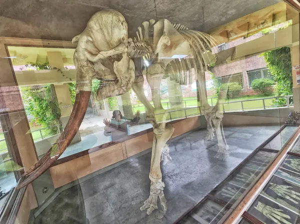 Indian Elephant thumbnail