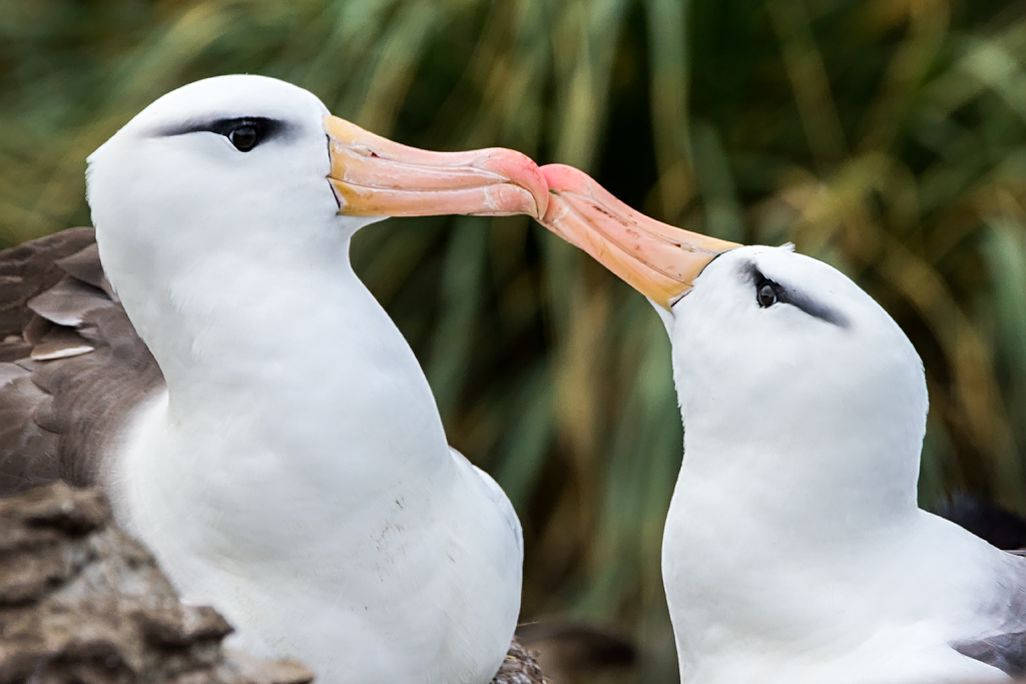 A close-up image of two black-browed albatrosses. They have white heads, brown/gray feathers on their backs, and an eye liner-like smudge above their eyes. They press their long orange beaks together.