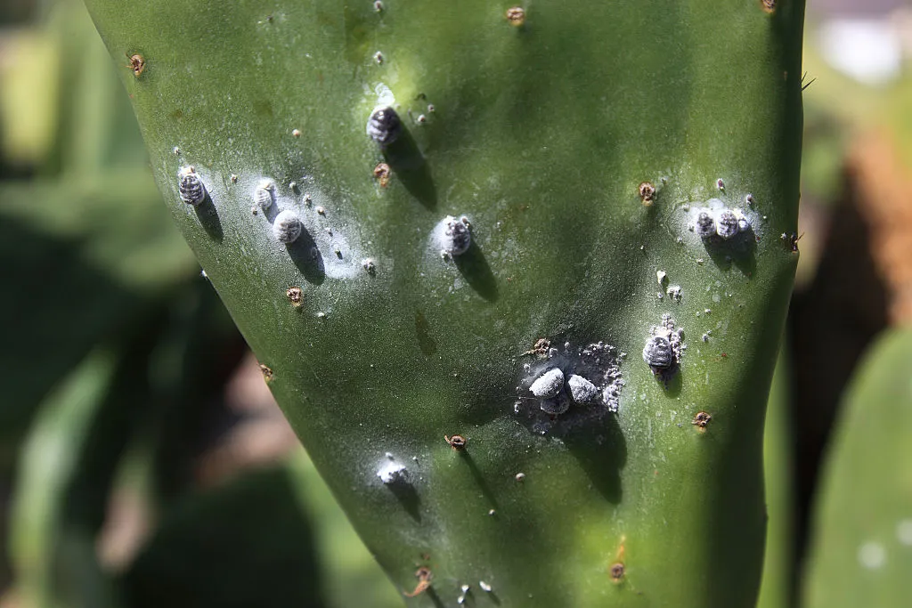 cochineal on cactus