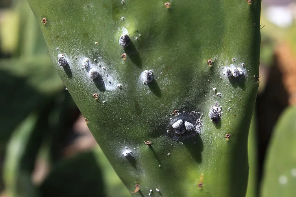 Whole Cochineal Insects