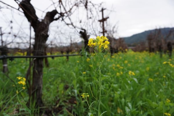 Winter in the Napa Valley thumbnail