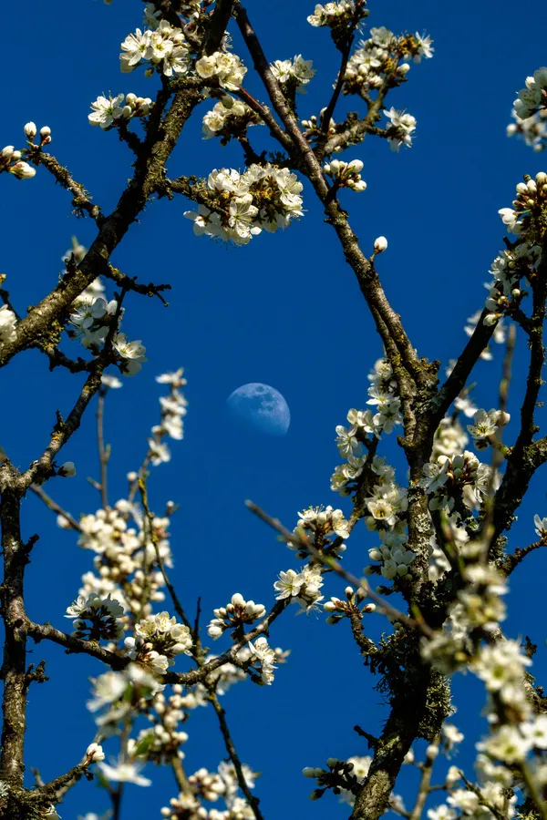 Blossoms and Moonlight thumbnail