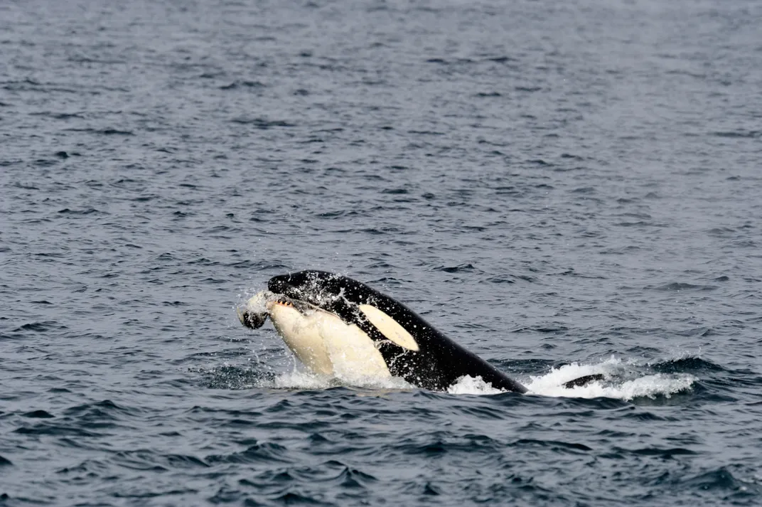 A Tale of Two Killer Whales, Science