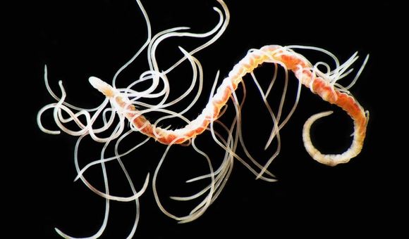A pink and yellow worm is covered in several tangled strands of string-like gills.