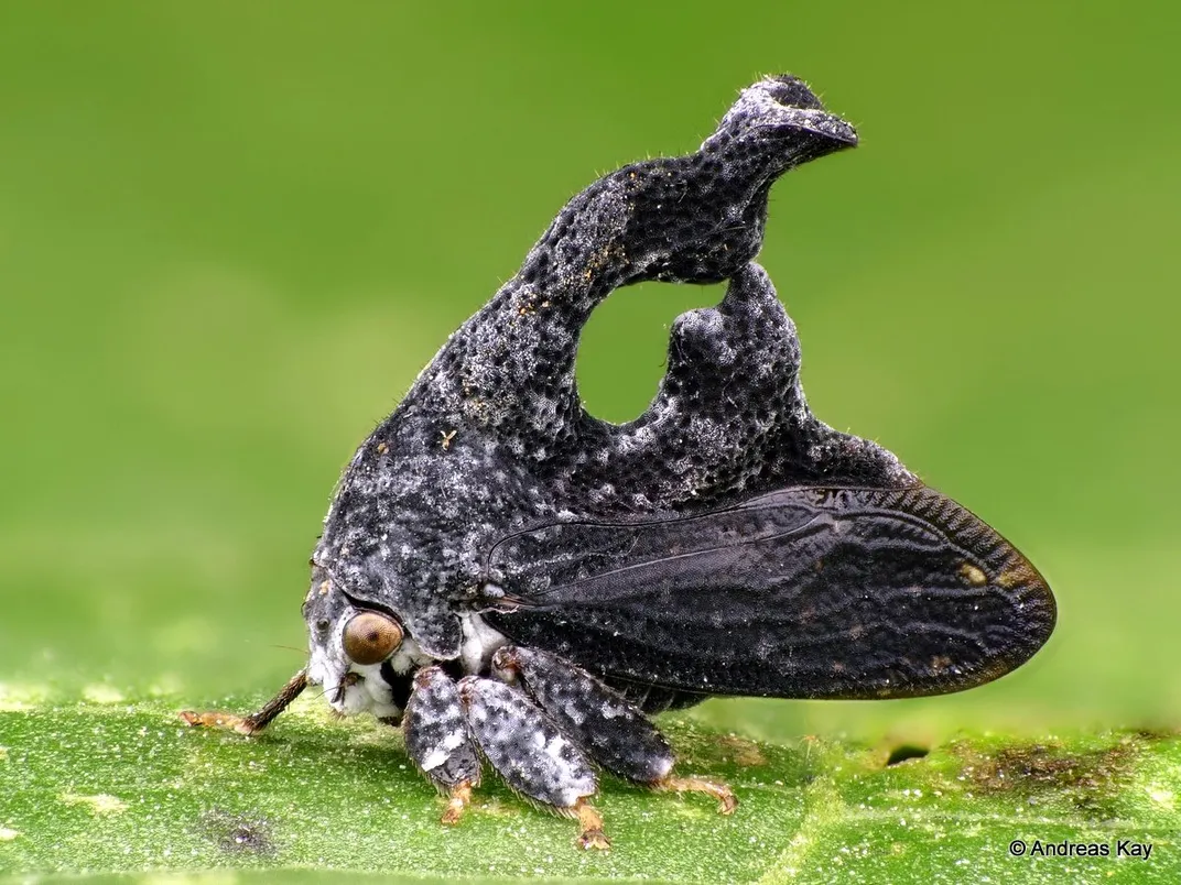 Treehoppers’ Bizarre, Wondrous Helmets Use Wing Genes to Grow