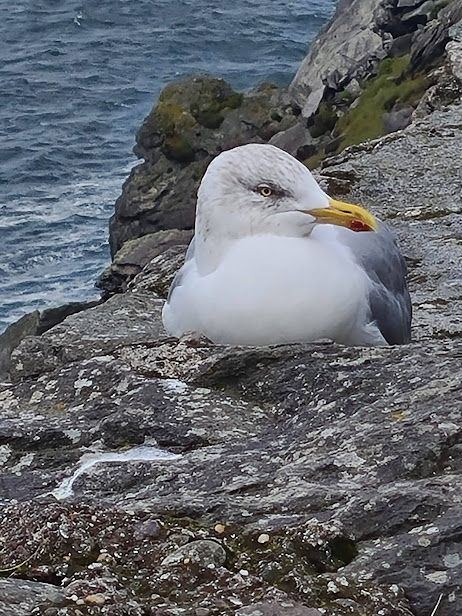 Gull on Dingle Peninsula, Ireland thumbnail