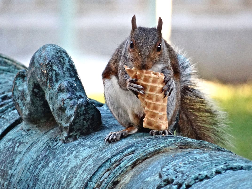 7 - A squirrel enjoys an ice cream cone sitting atop a historic Spanish-American War cannon at the United States Naval Academy. Sometimes, the soggy cone is the best part.