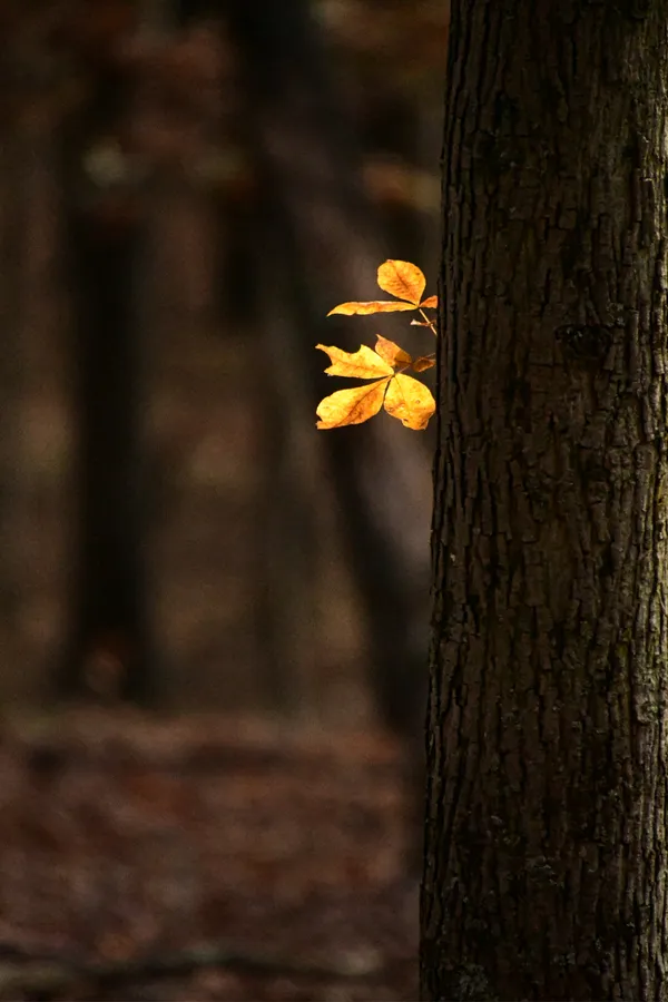 Autumn leaf thumbnail