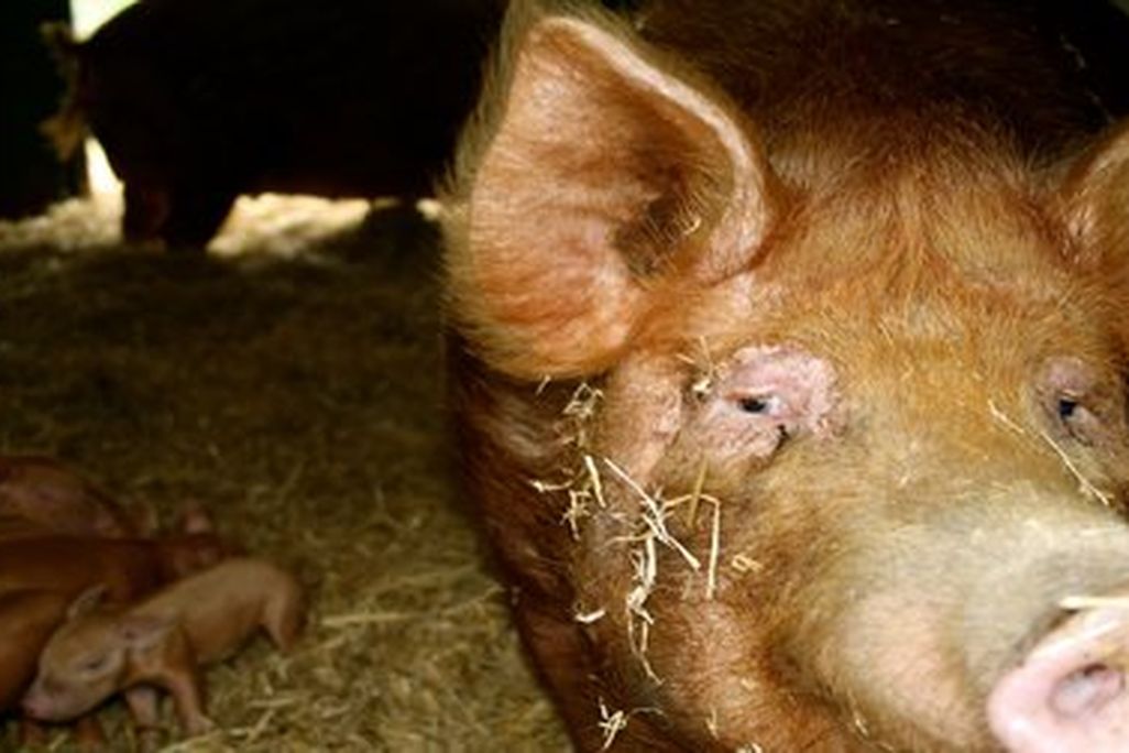 A ginger sow and her piglets at the Ginger Pig’s Yorkshire farm.