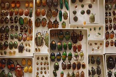 A beetle collection used for scientific study