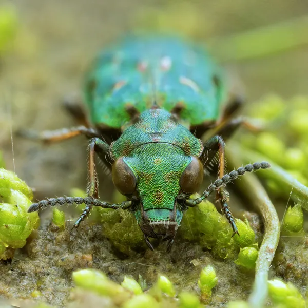 Delta Green Ground Beetle thumbnail