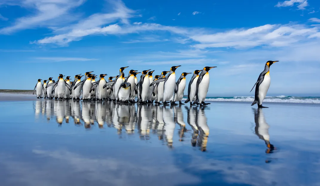 4 - Penguins—and their reflections—walk along the beach at Volunteer Point.
