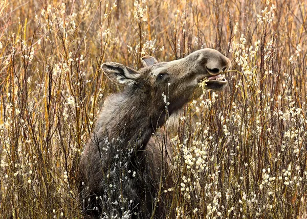 Cow moose eating Pussy Willows thumbnail