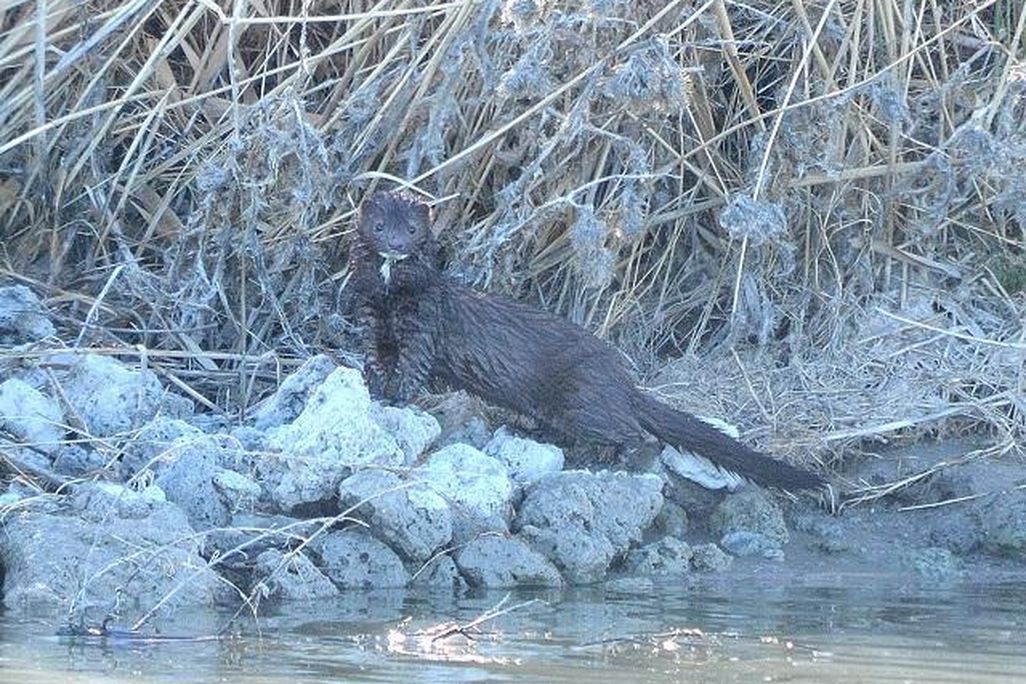 Wet mink on the rocky marsh shore with vegetation behind it with coloring altered in photo.