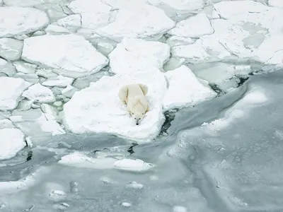 A polar bear, dependent on sea ice for its hunting grounds, pauses near Churchill, Manitoba. 