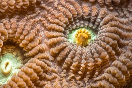 A macro photo of coralites off Malapascua Island in the Philippines.