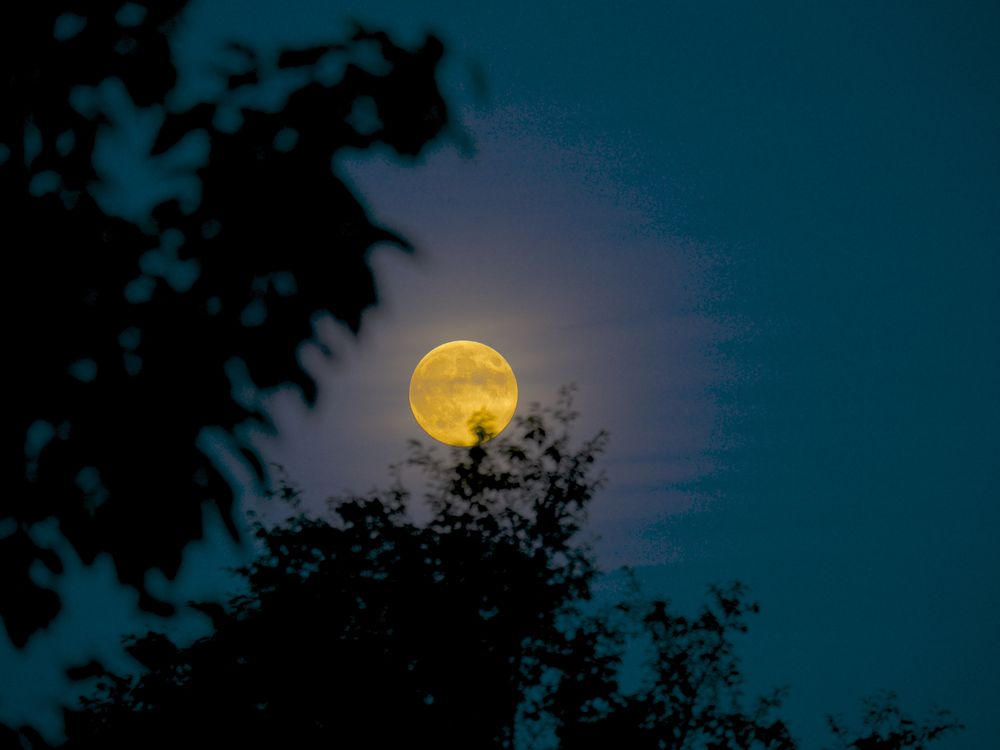 What is the harvest moon, how to watch it? All to know about the supermoon, Explainer News