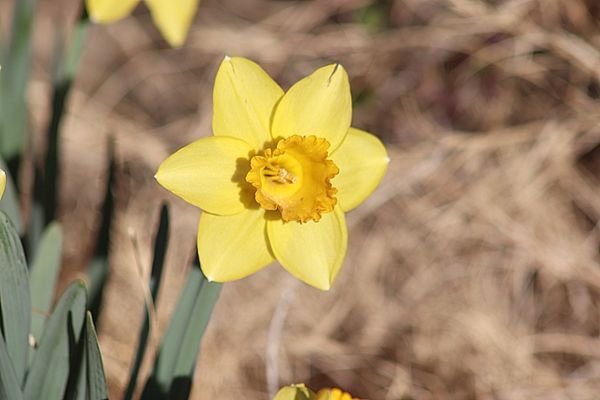 daffodill thumbnail