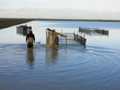 Workers with the Nigiri Project head out to test pens in the flooded rice fields near Sacramento.