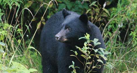 Most fatal black bear attacks are carried out by hungry males