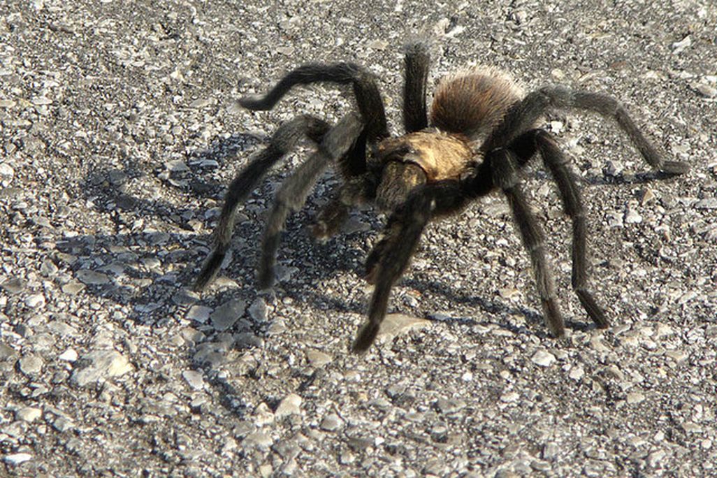 20120906010006tarantula.jpg