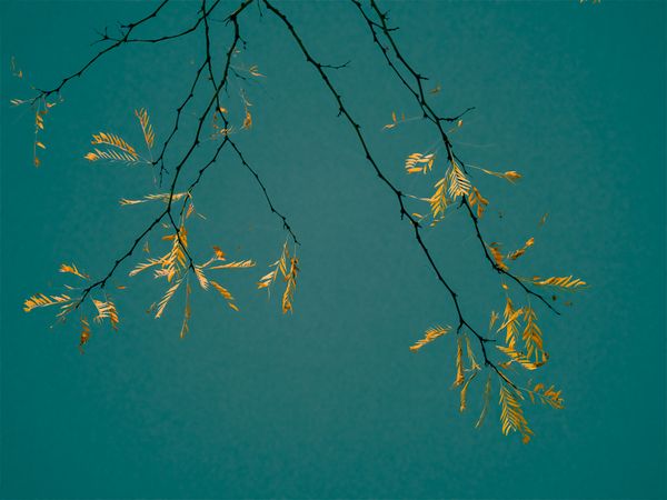 Golden Leaves thumbnail