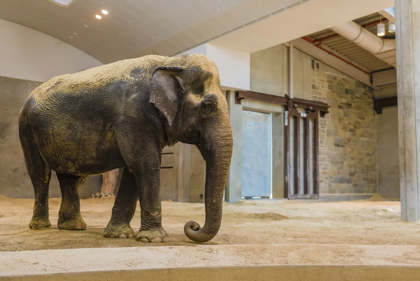 National Zoo Mourns Death of Asian Elephant | At the Smithsonian|  Smithsonian Magazine