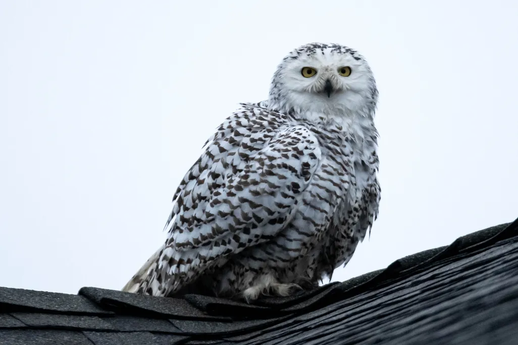 A snowy owl sits on top of a roof in Orange County, California