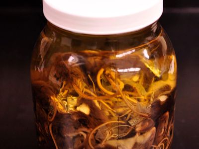 Jenks' mice, preserved at Harvard in alcohol in a 12-inch tall glass jar, are each tagged with critical information.