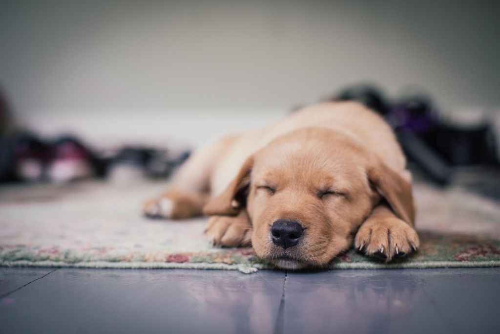 Sleepy Dog