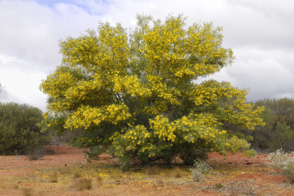 A view of a golden wattle plant in bloom, framed against the dark red ground of the western desert