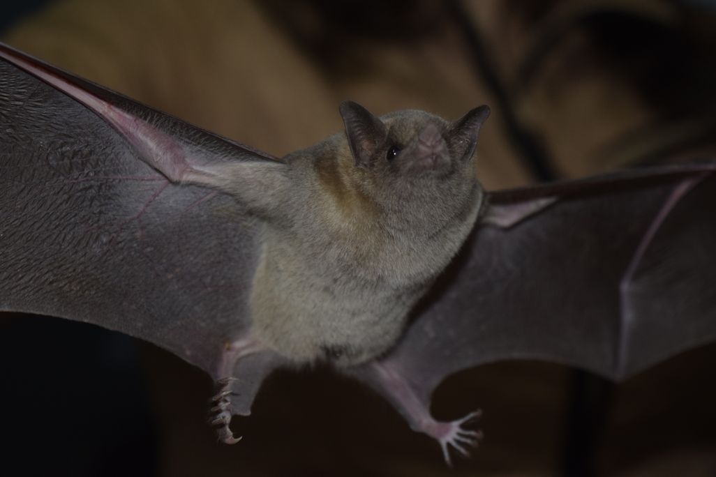 a bat seen from below, appearing to be in flight