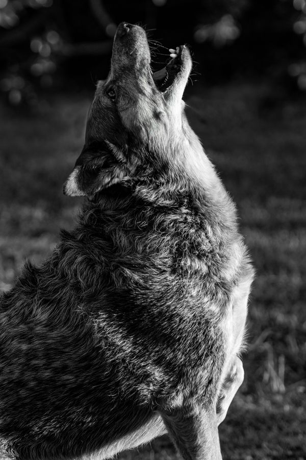 Domestic Cattle Dog Howling After Loss of Sister thumbnail