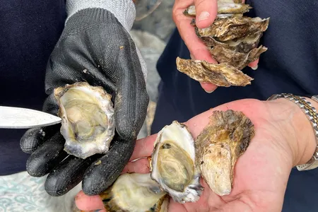 Researchers are investigating oyster &quot;blood&quot; as a potential new treatment for antimicrobial-resistant pathogens.