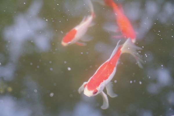 Koi Fish in a Magical Place thumbnail