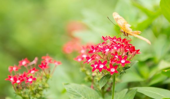 A butterfly on a cluster of small flowers