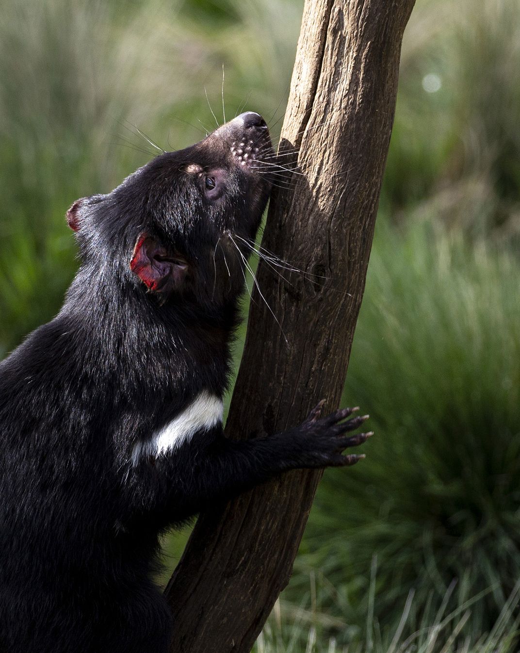 The Tasmanian devil faces a high risk of extinction