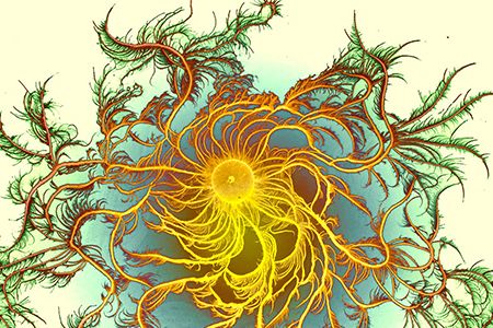 Bacterial Dragon (Paenibacillus dendritiformis), by Eshel Ben-Jacob